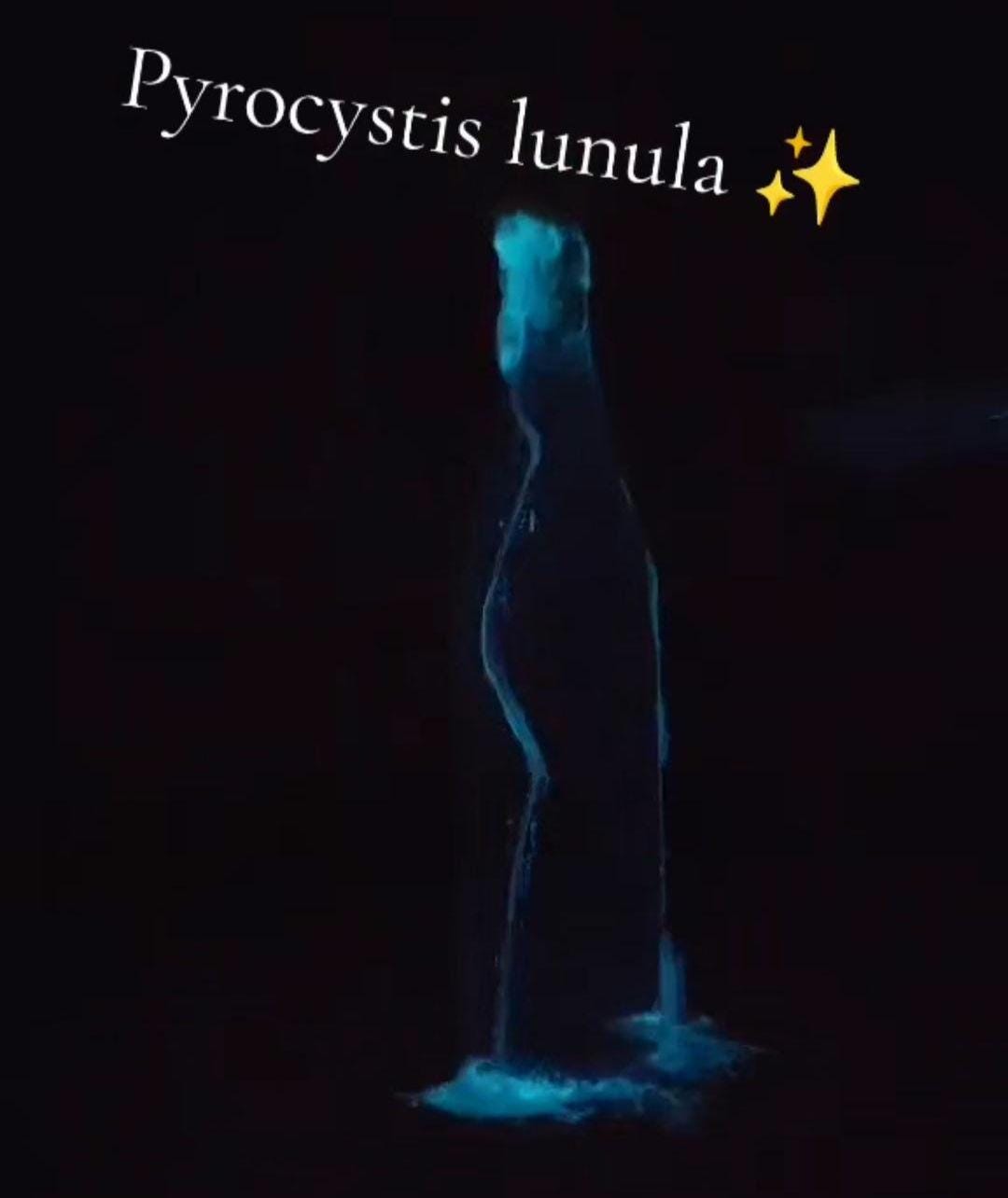 Smuga świecących alg wzbudzona ruchem wody
