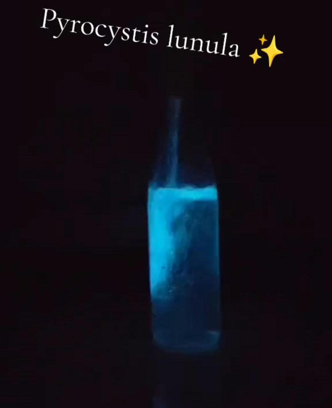 Butelka z algami rozświetlona po poruszeniu